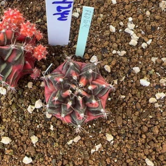 240-0123泰国发货多肉下播福利