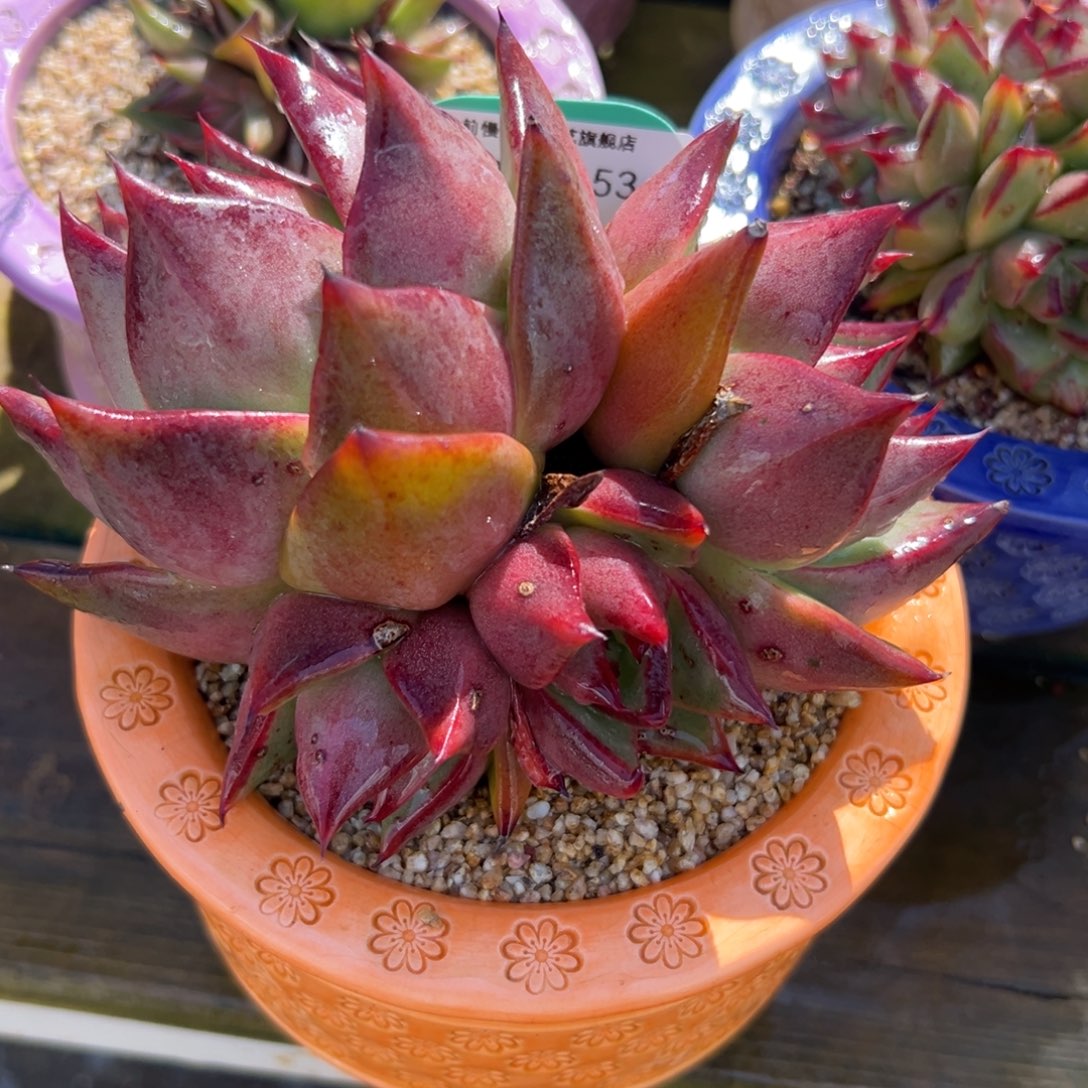 从前慢花园多肉编号1204-153带盆