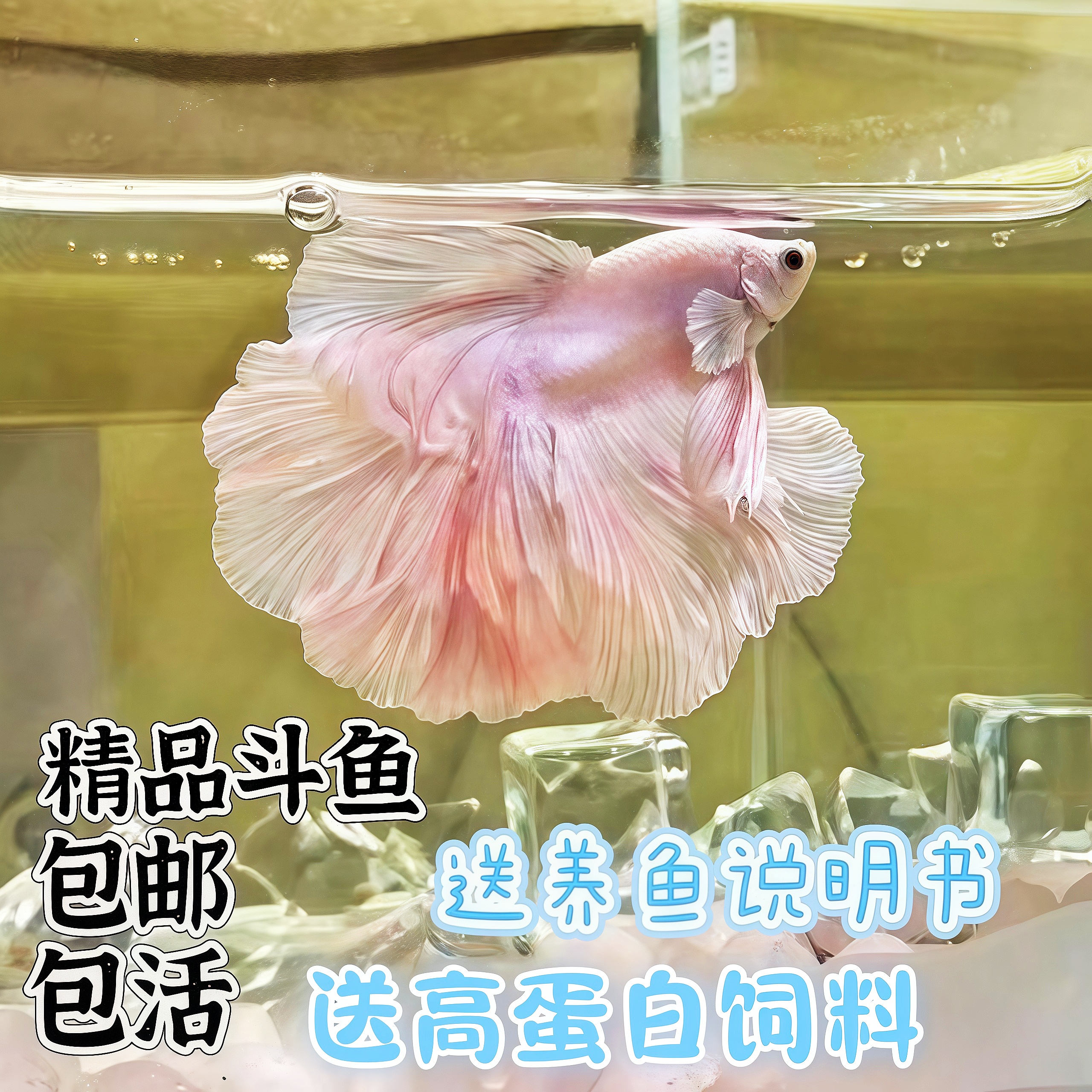 泰国斗鱼观赏鱼苗金鱼热带好养耐活体小型鱼缸淡水半月宠物婚纱鱼