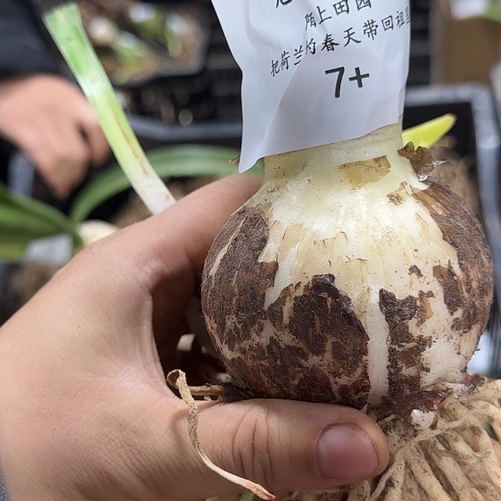 魅影重重7厘米朱顶红