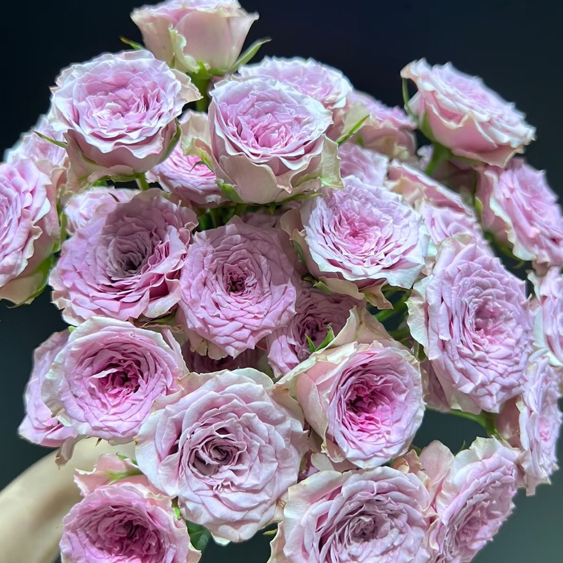 汽车城音乐多头泡泡  --多头玫瑰  云南基地直发  任意两单起发