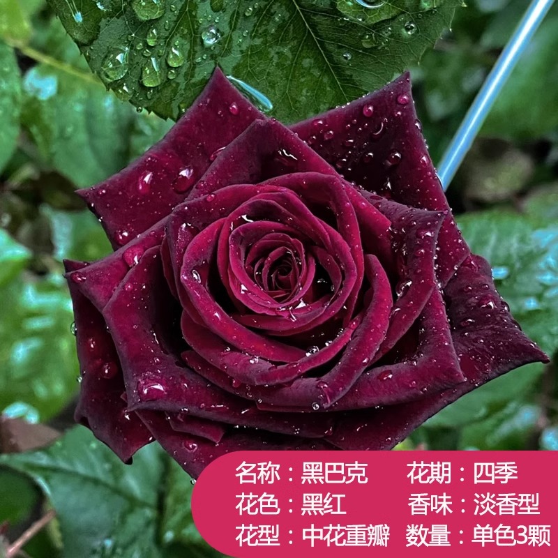 云南直发特大玫瑰花苗盆栽四季阳台玫瑰花苗苹果杰克绿植大老桩