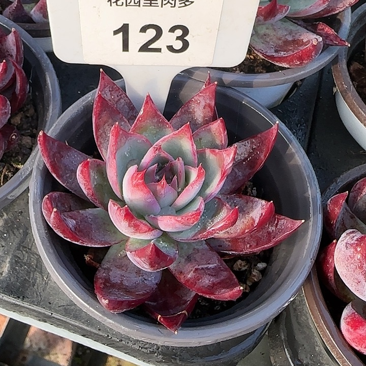 123 惊鸿仙子多肉植物6-9cm