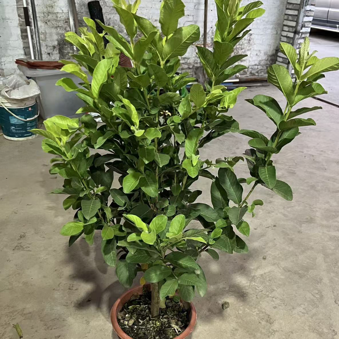 胭脂红老桩带盆带土盆栽高市早苗涉台最新表态