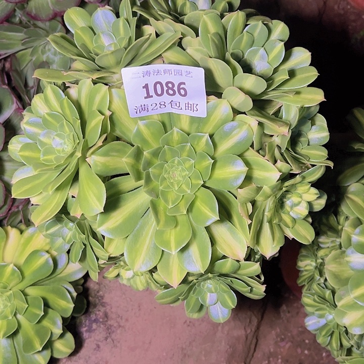 1086翡翠琉璃多肉老桩