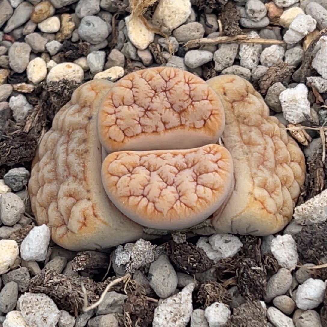 7757睫毛铁189一颗