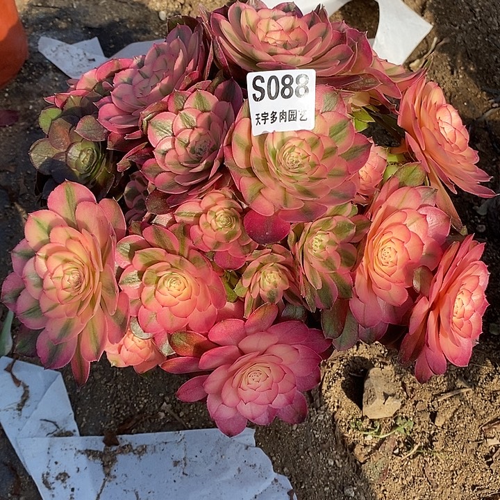 多肉植物荔枝088多肉