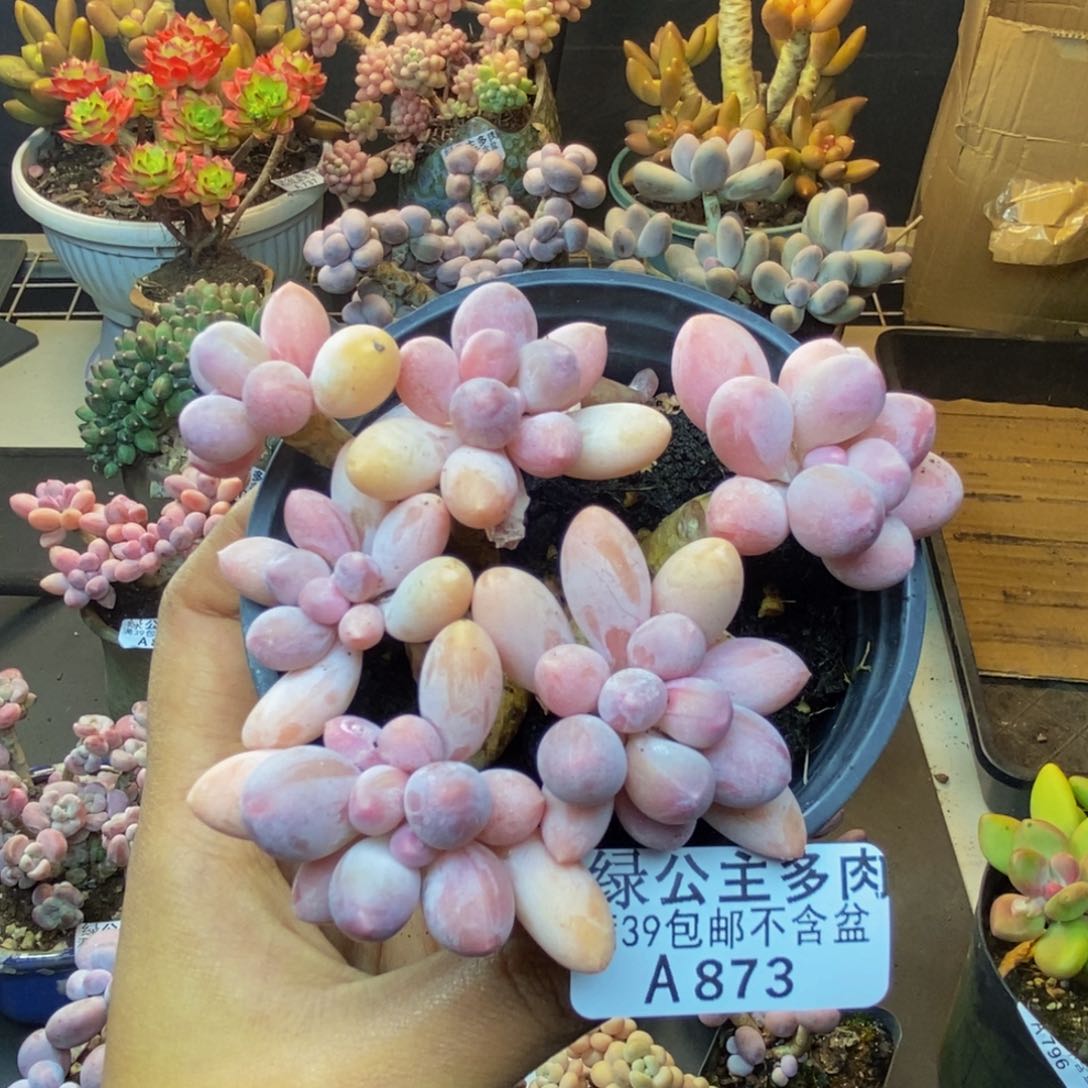 873香水手指奶多肉8c m