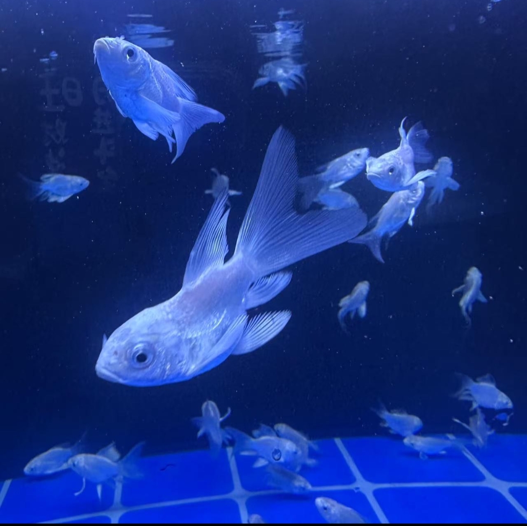台湾赛级蝴蝶鲤短身观赏鱼鳍大尾大耐活好养7-10
