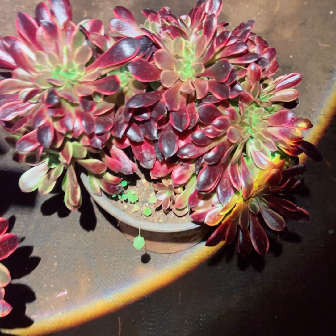 我1065 号多肉法师新年福利