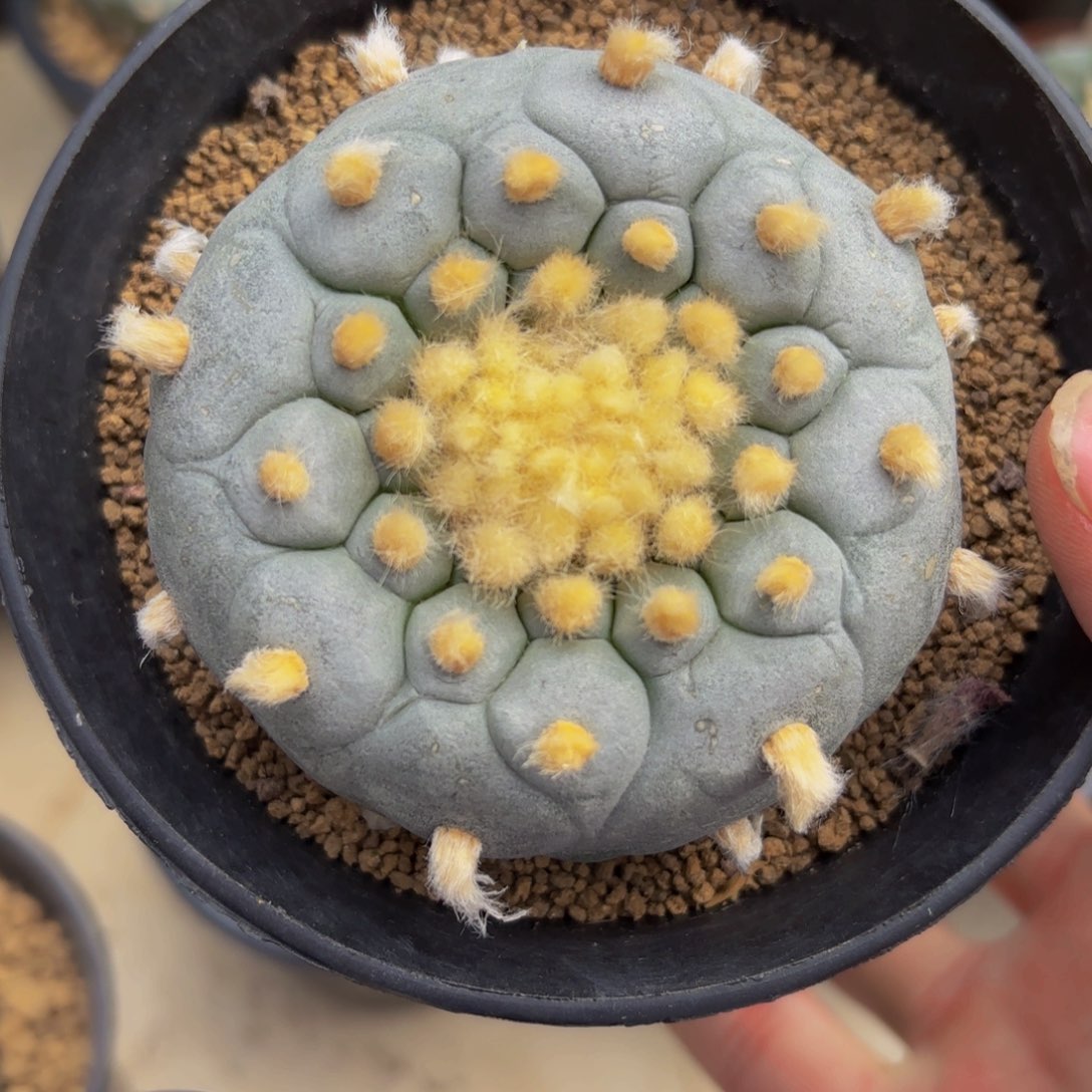 白佛头G g g g g g g