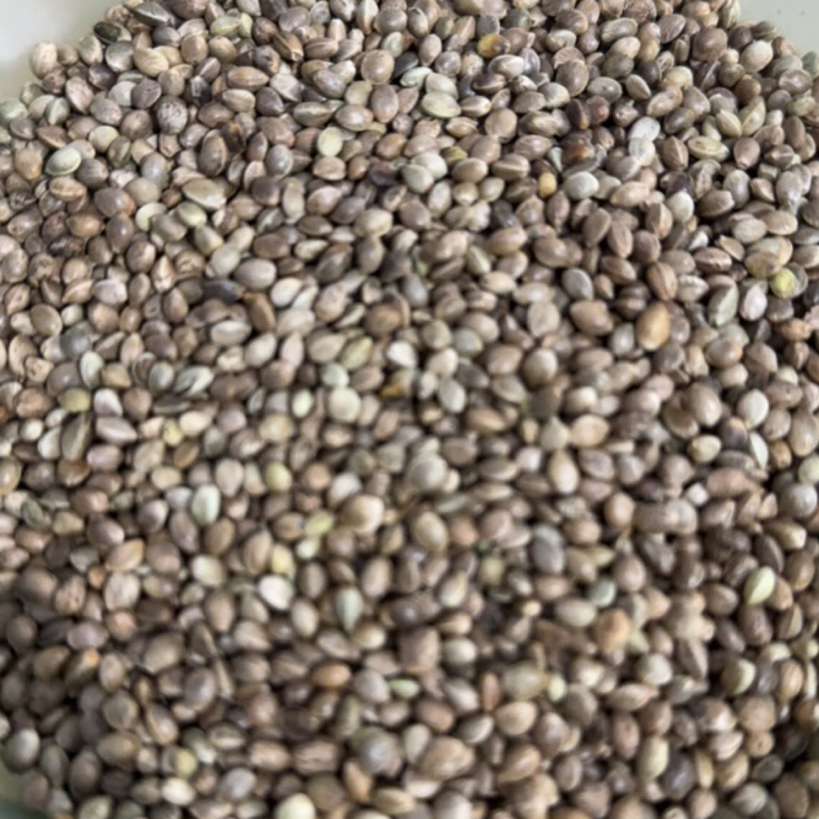 鹦鹉粮油料中粒麻子火麻仁鸟粮牡丹玄凤小太阳小太阳鹦鹉