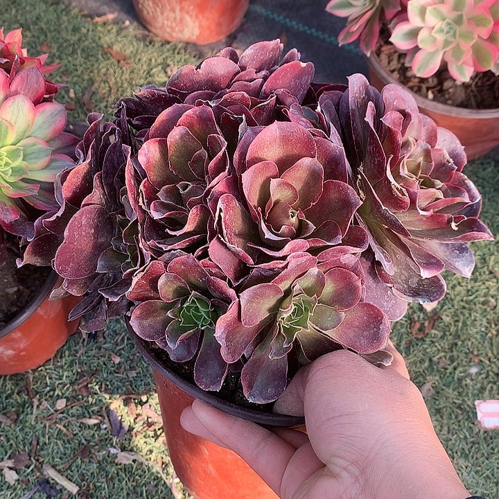 幽*308魅金多肉植物