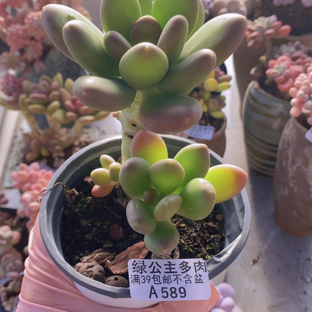 芒果奶树589多肉植物