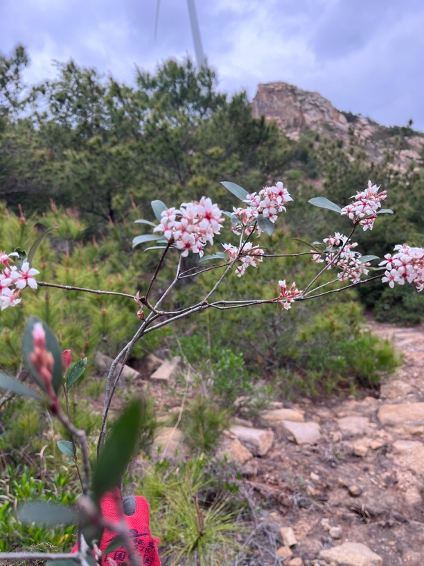 海岛春花 栀子花 石枫等