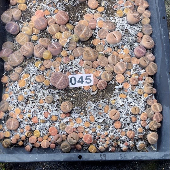 045 生石花一物一图带框