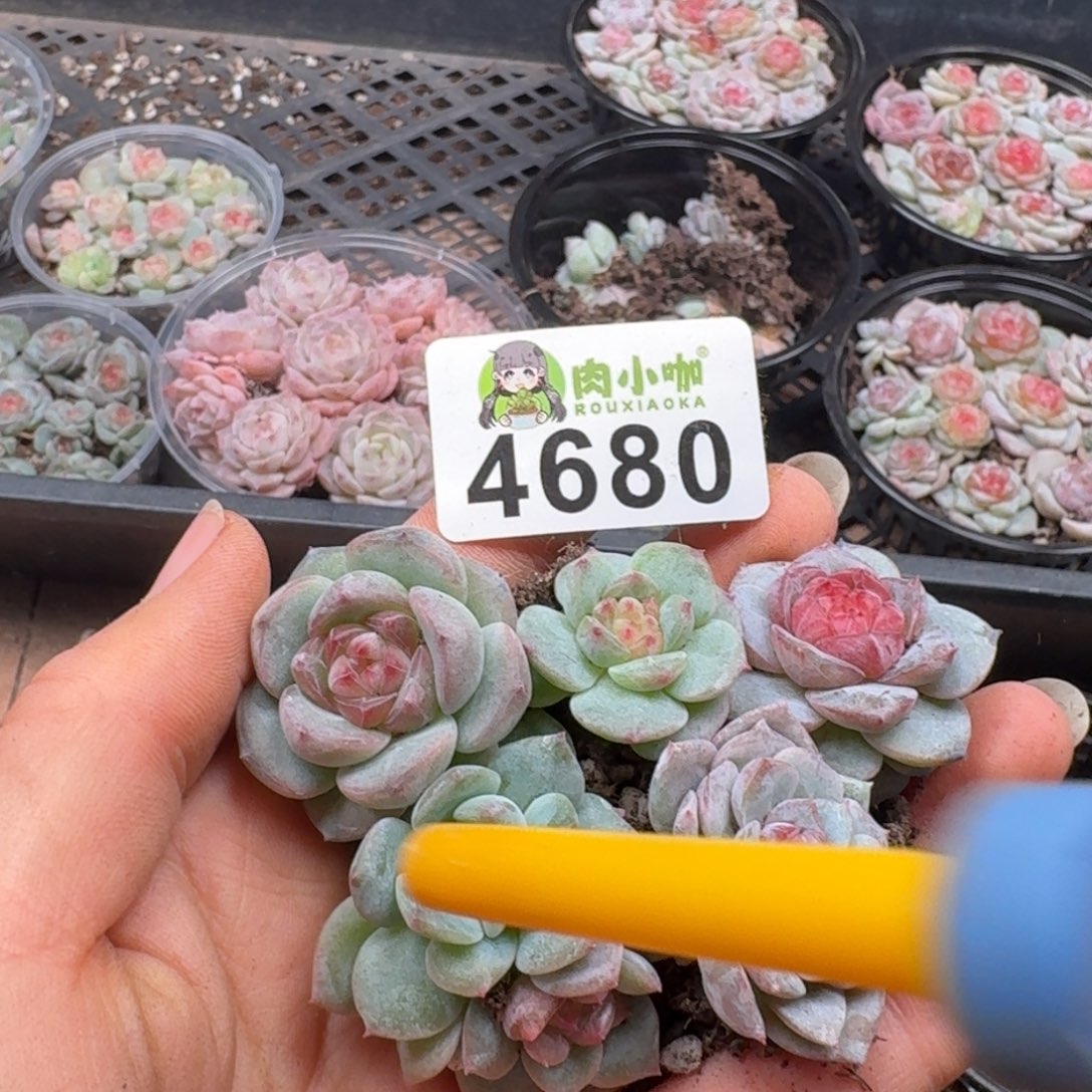 媚***媚多肉植物多肉植物