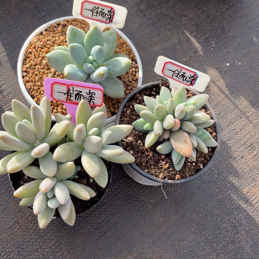 一**深姐姐说要不就是个