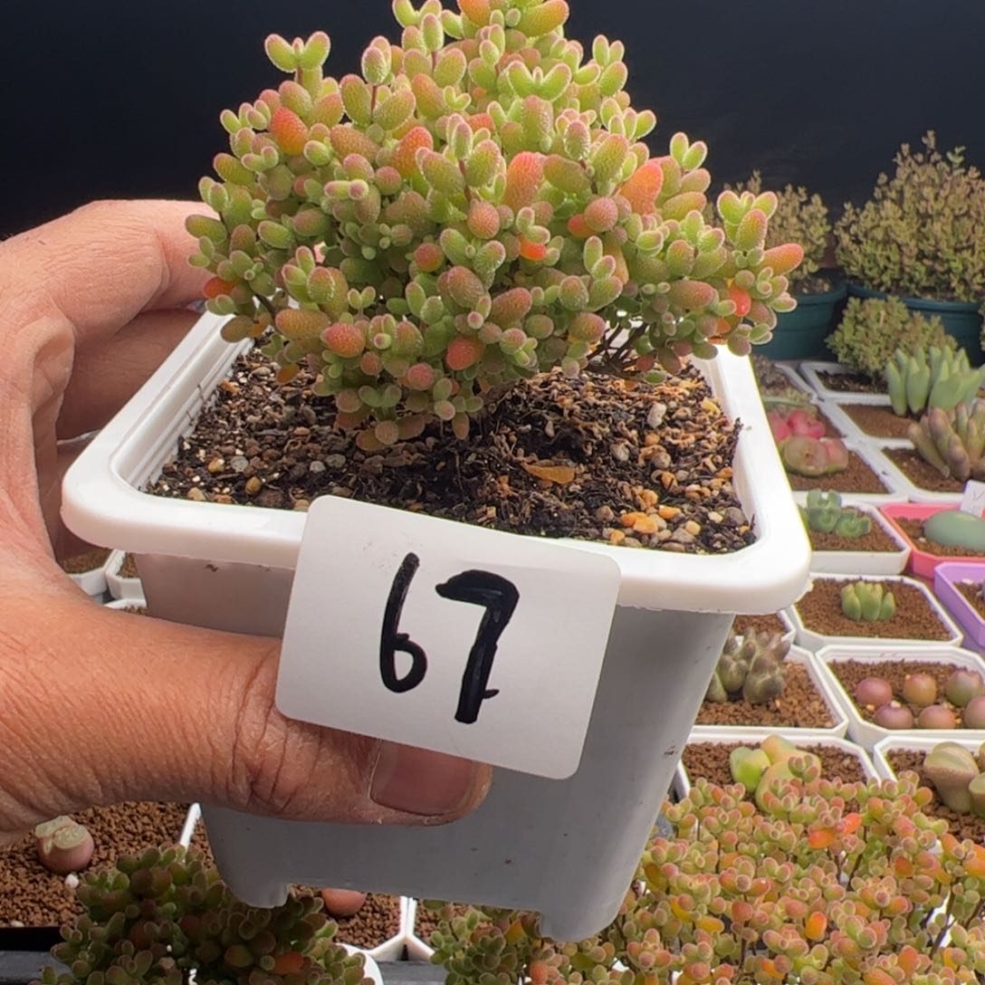 2.16金桔糖球多肉植物67