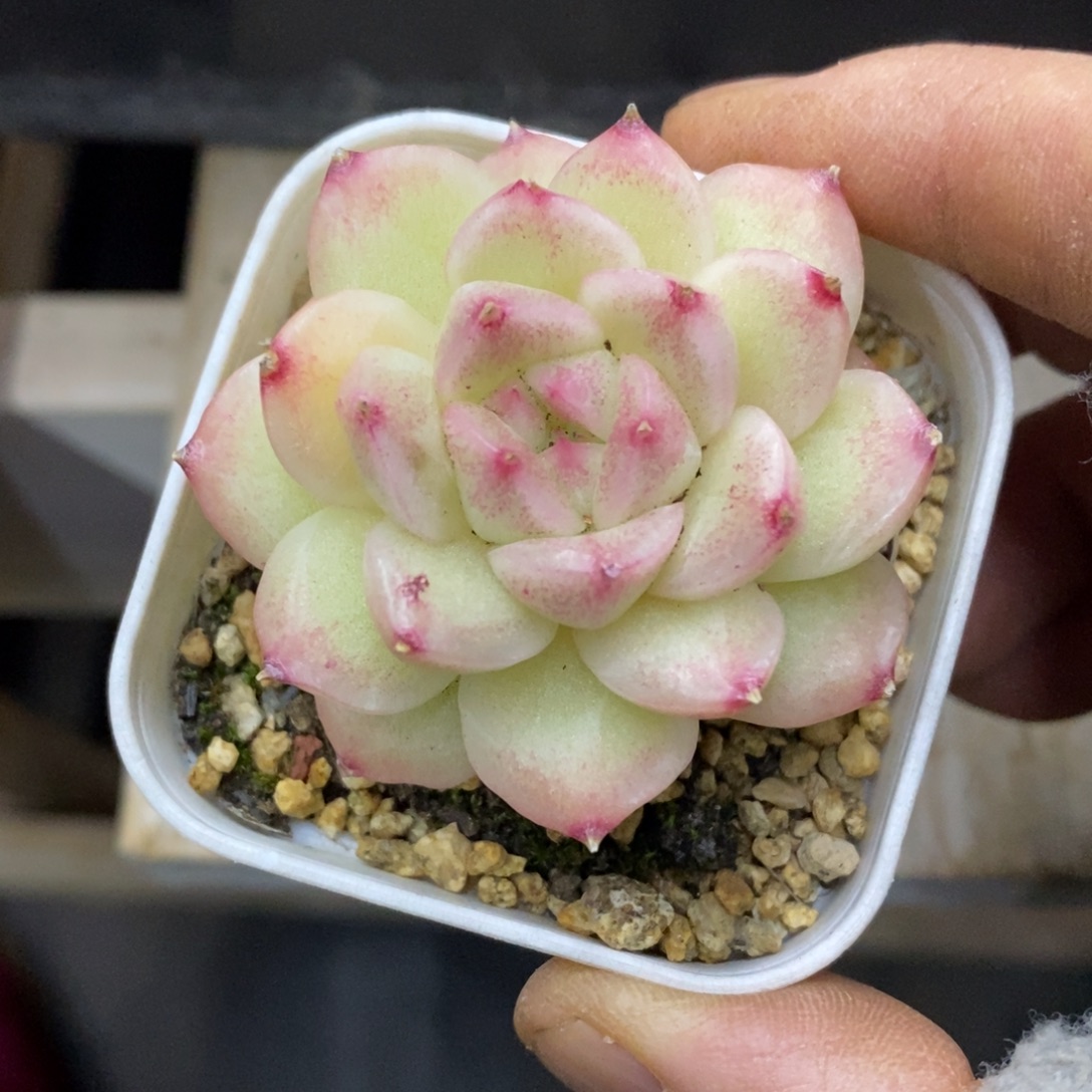 精品多肉一物一拍不包整26