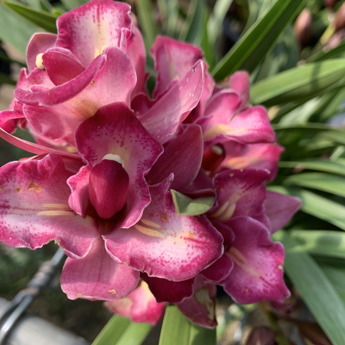 【三星蝶大花惠兰】桌面款年宵花带花苞带花剑云南基地直发