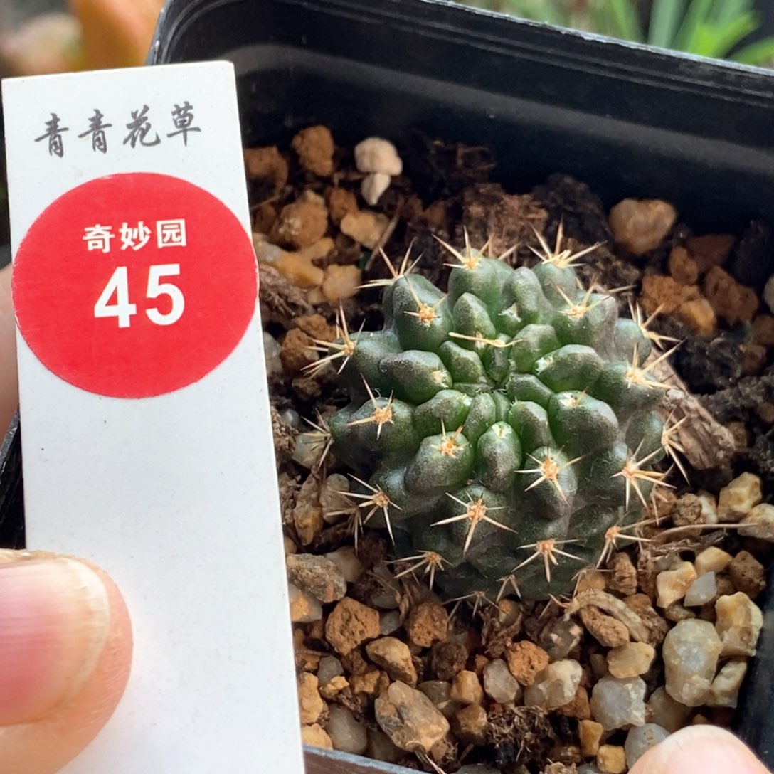 实生极光球登阳丸3cm