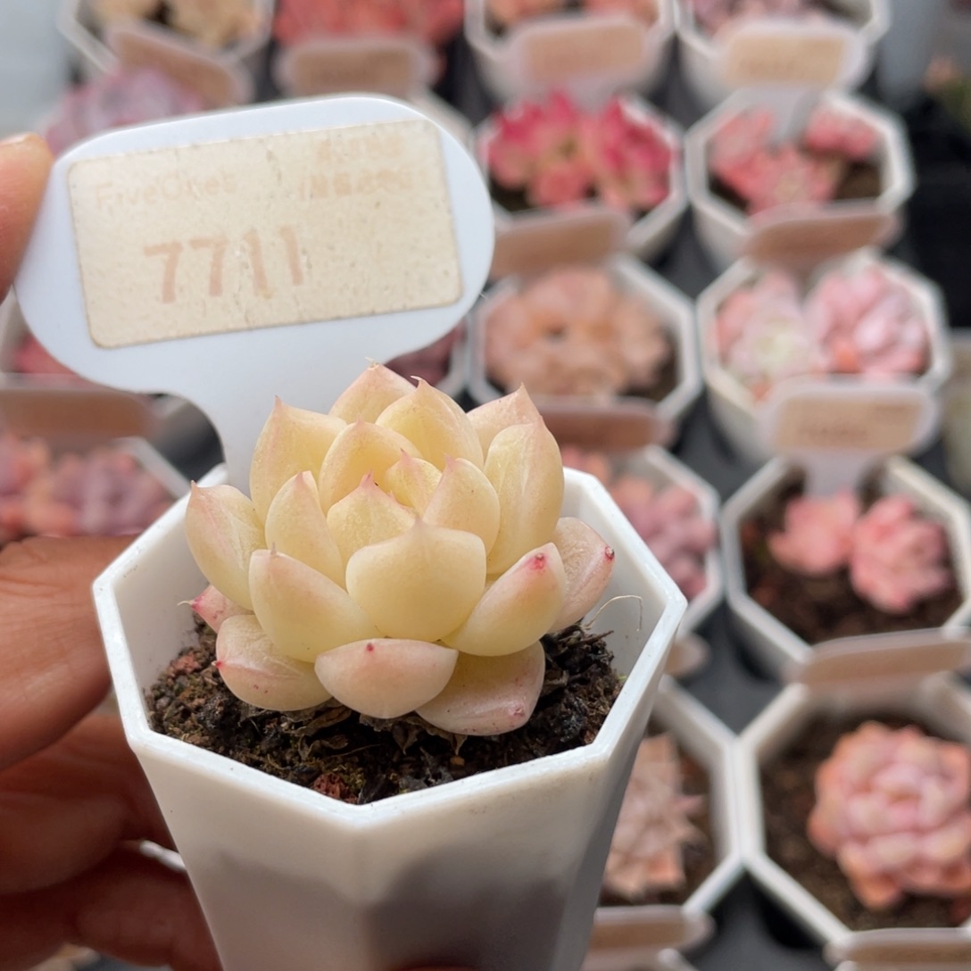 麦秆7711-4.0厘米