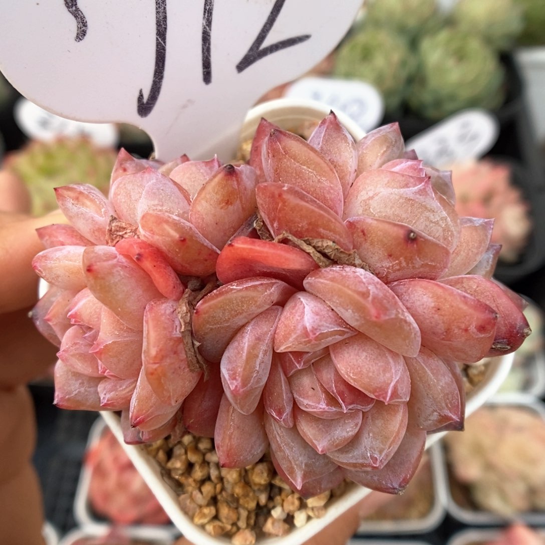 糖心琥珀群生772号。 