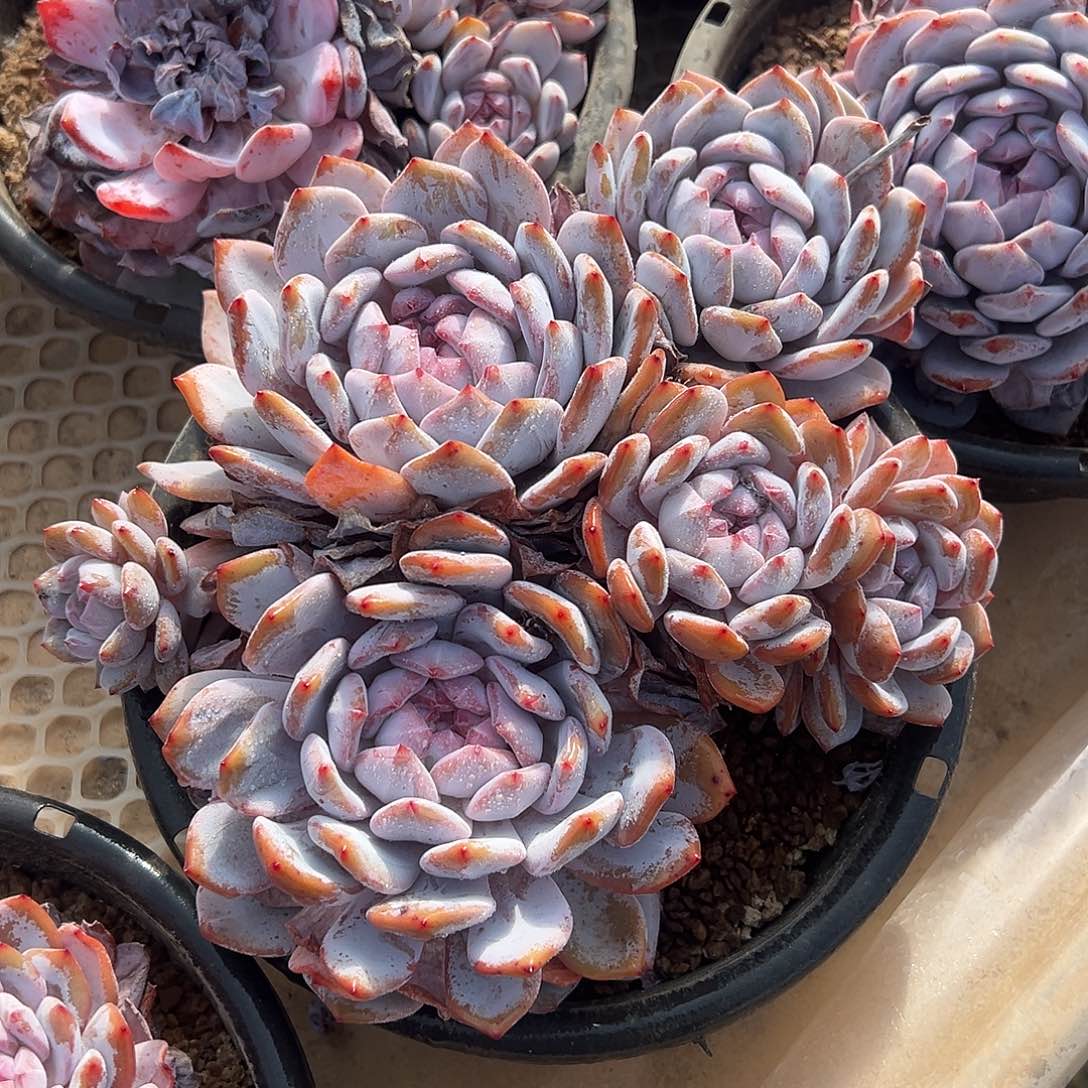 石榴籽平头多肉植物