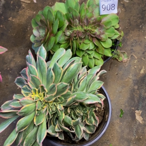 两盆多肉植物3908