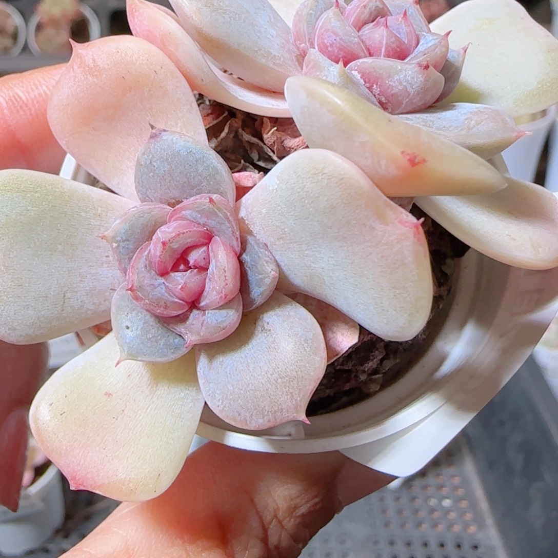 花语多肉1213-109溏心