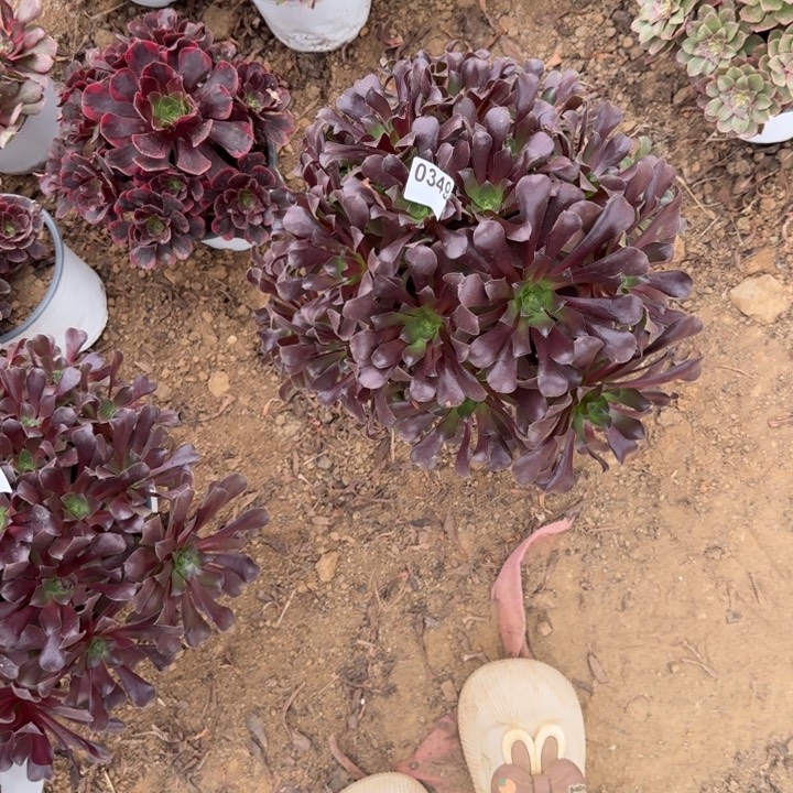 349 清棚处理不包断枝