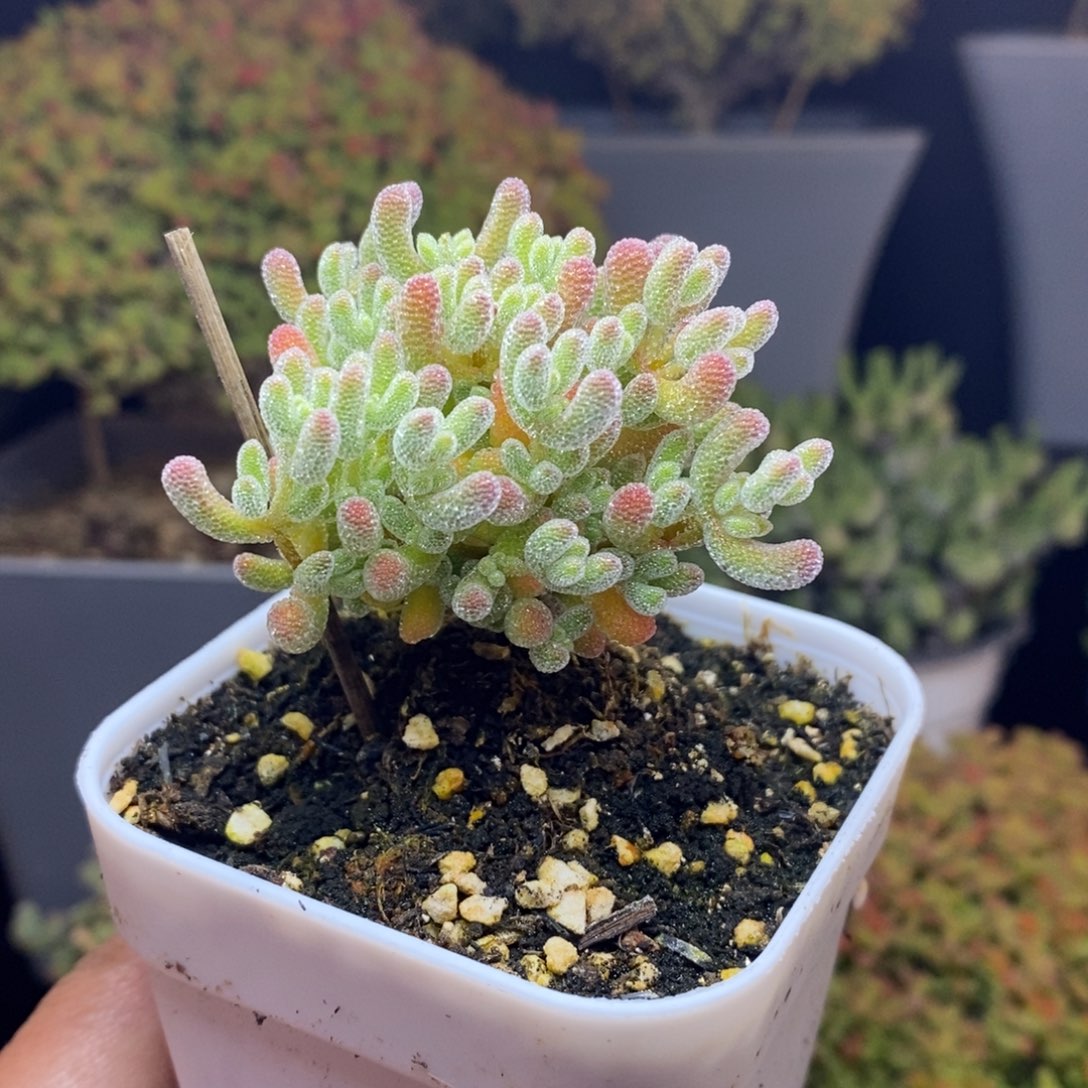 无花朵27号优选冰晶枝干