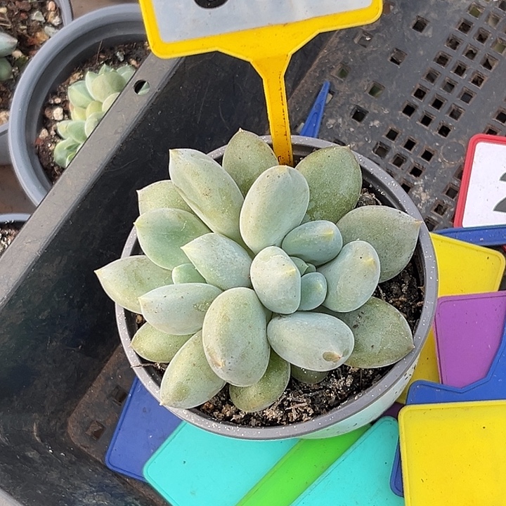 黑***星多肉植物胖体哥特902