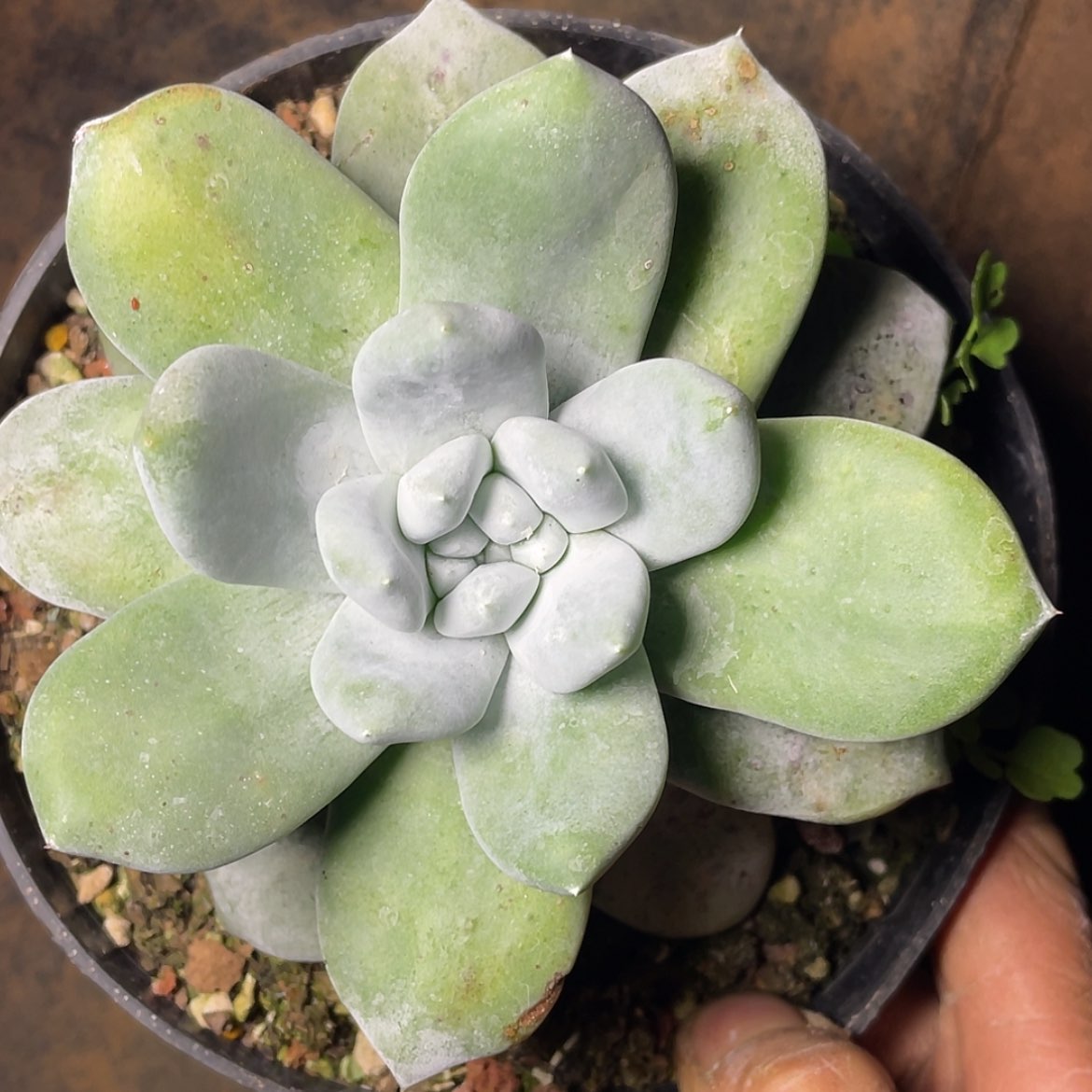 【闪购商品】60313