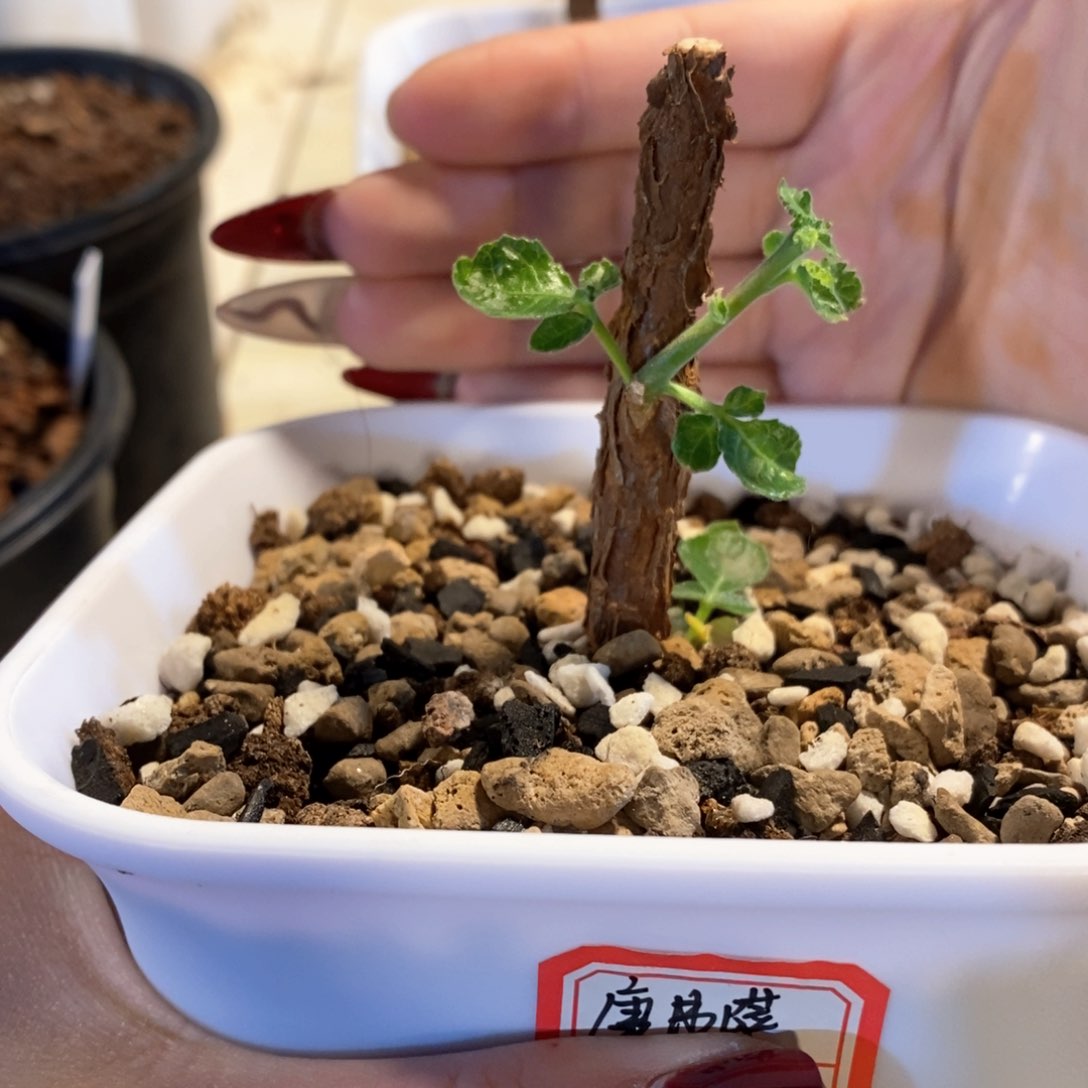 空佛萨带盆发货哈哈