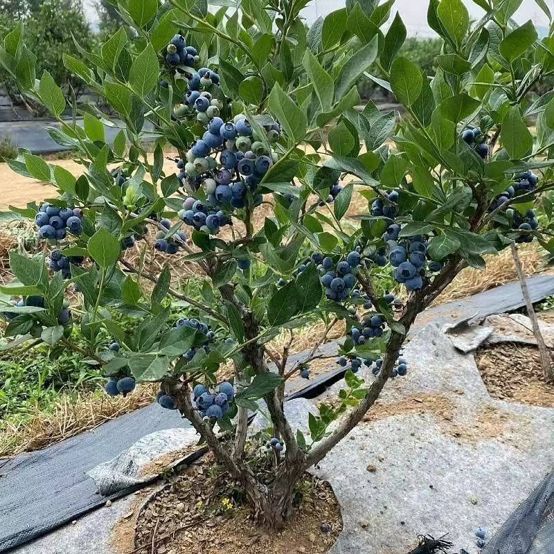 大蓝莓苗盆栽地栽果树苗南方北方种植阳台庭院当年结果