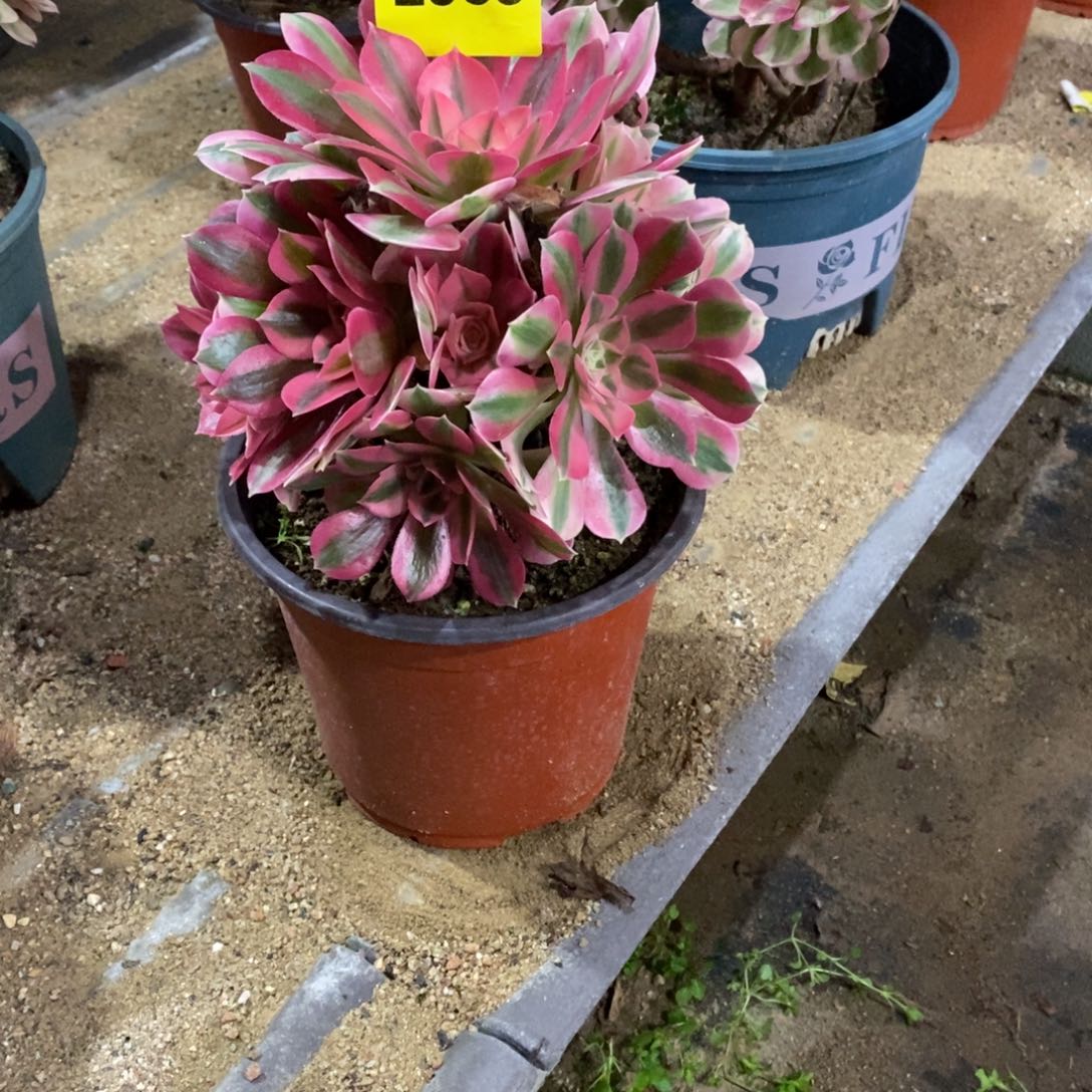 粉女巫多肉植物2983