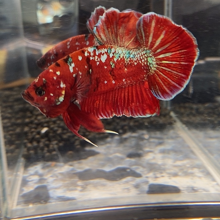 斗鱼黑60号巨斗将军