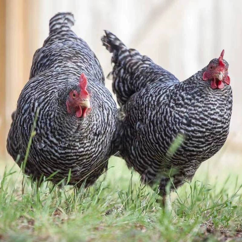 黑芦花鸡生鲜整只肉质鲜美12只