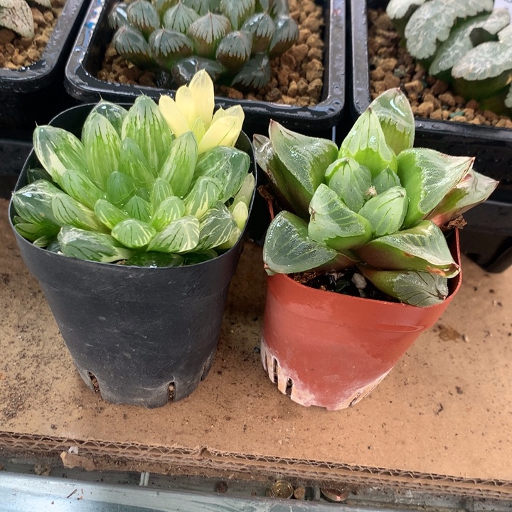 花火玉露锦+冰城寿一物一拍