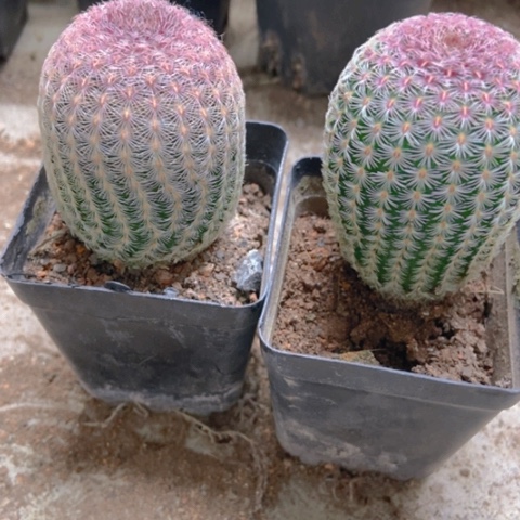 三盆花太阳仙人球9米