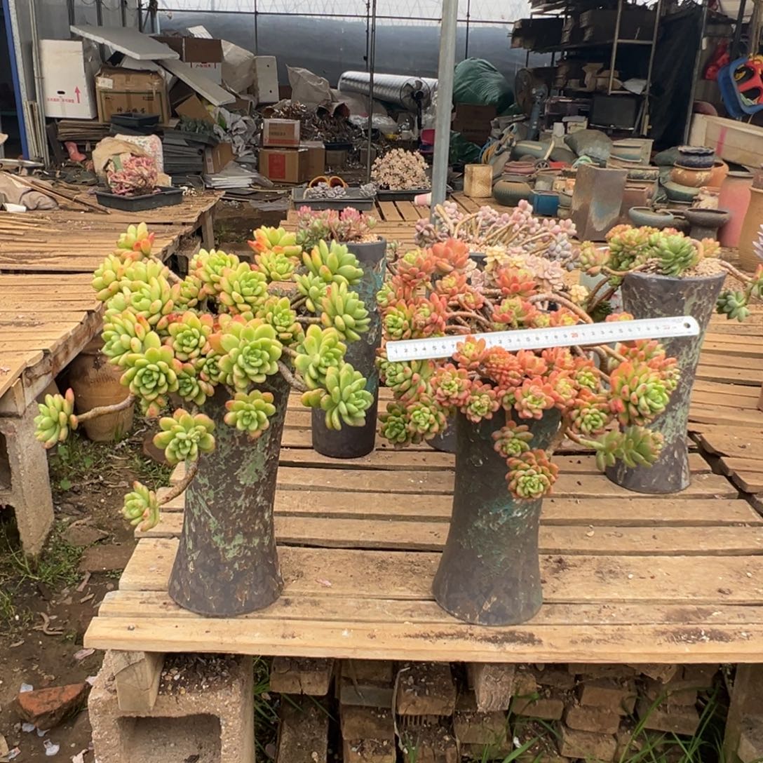 精品春萌妖桩加香格里拉带缀裸肉发 不退不换