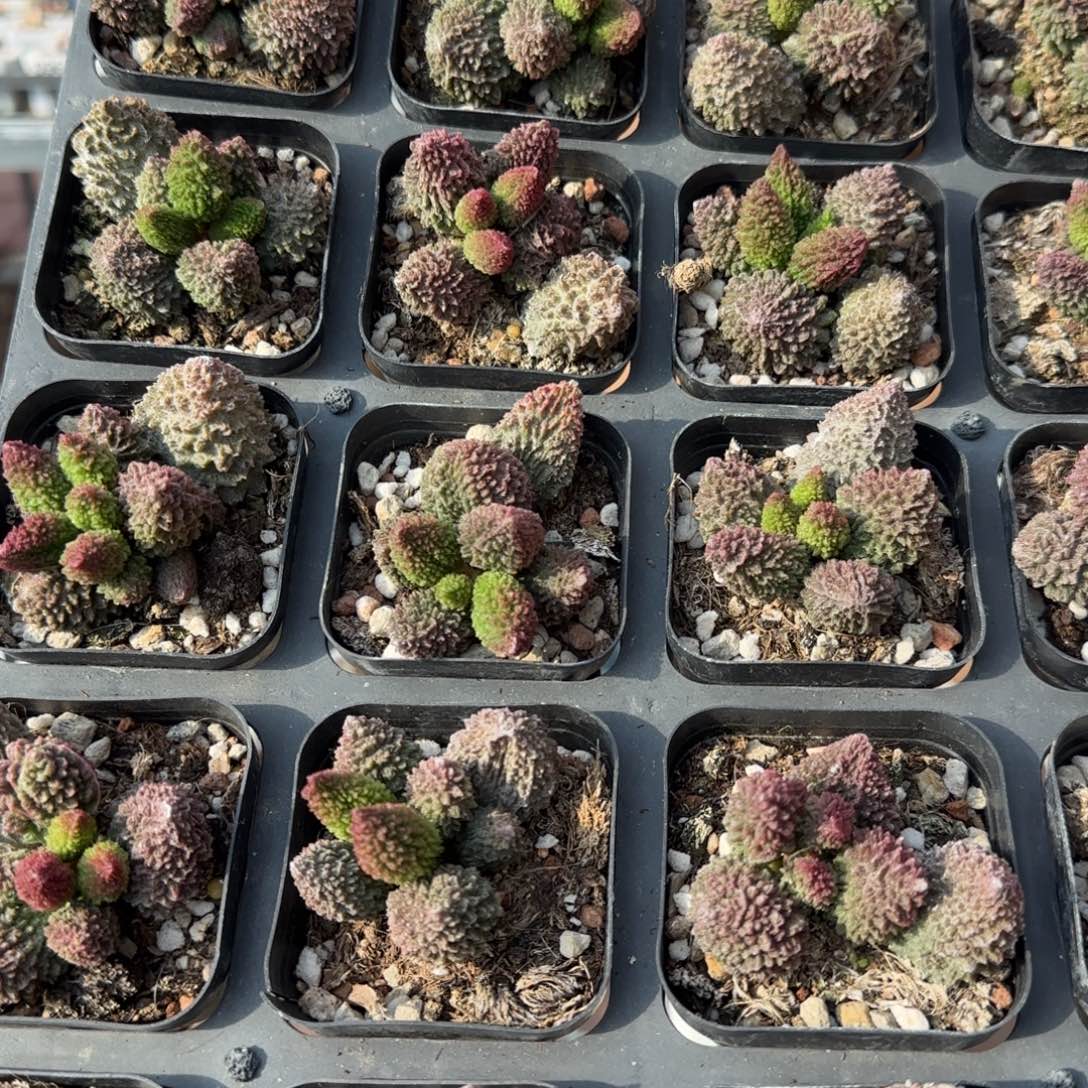 朱紫玉多肉量拍链接