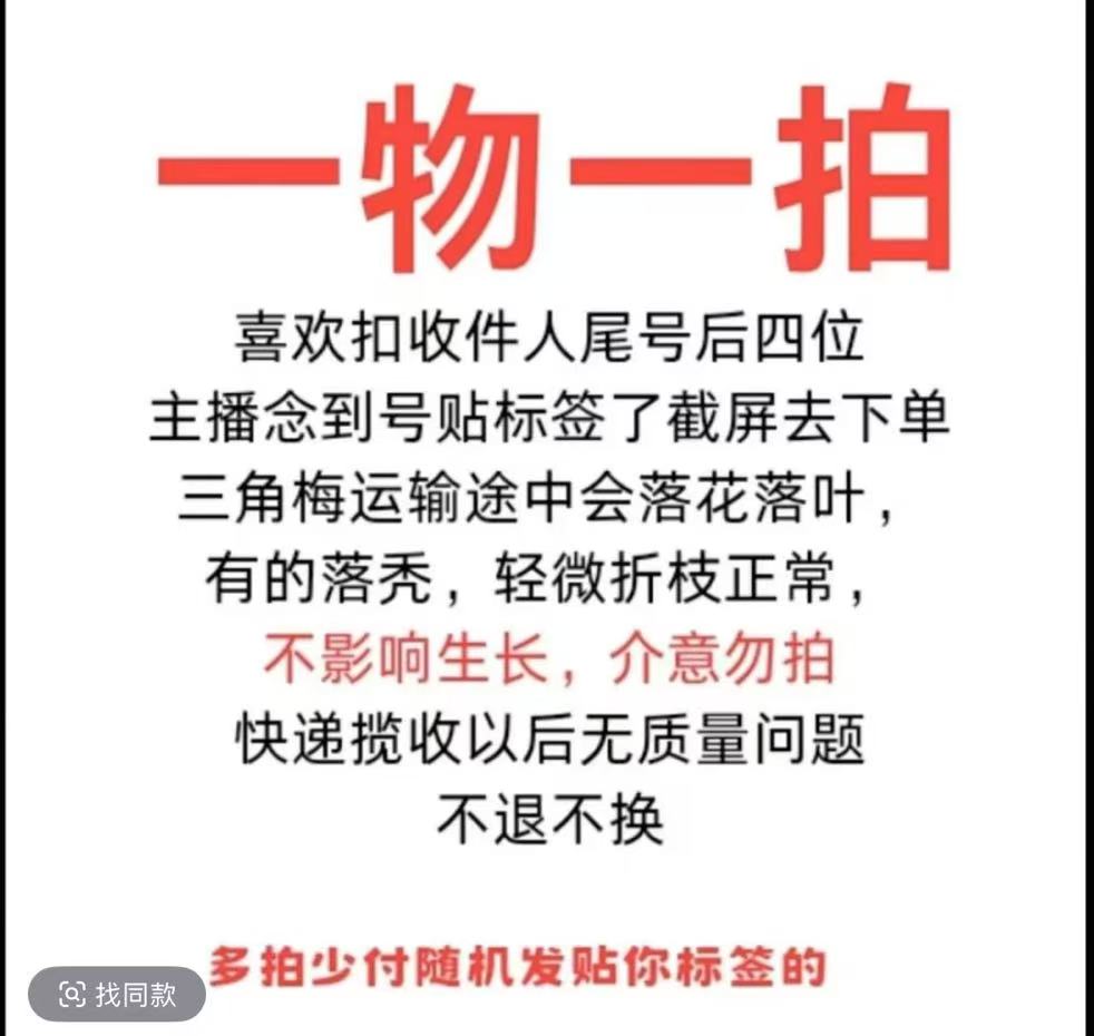 三角梅一物一拍（介意落花落叶勿拍）