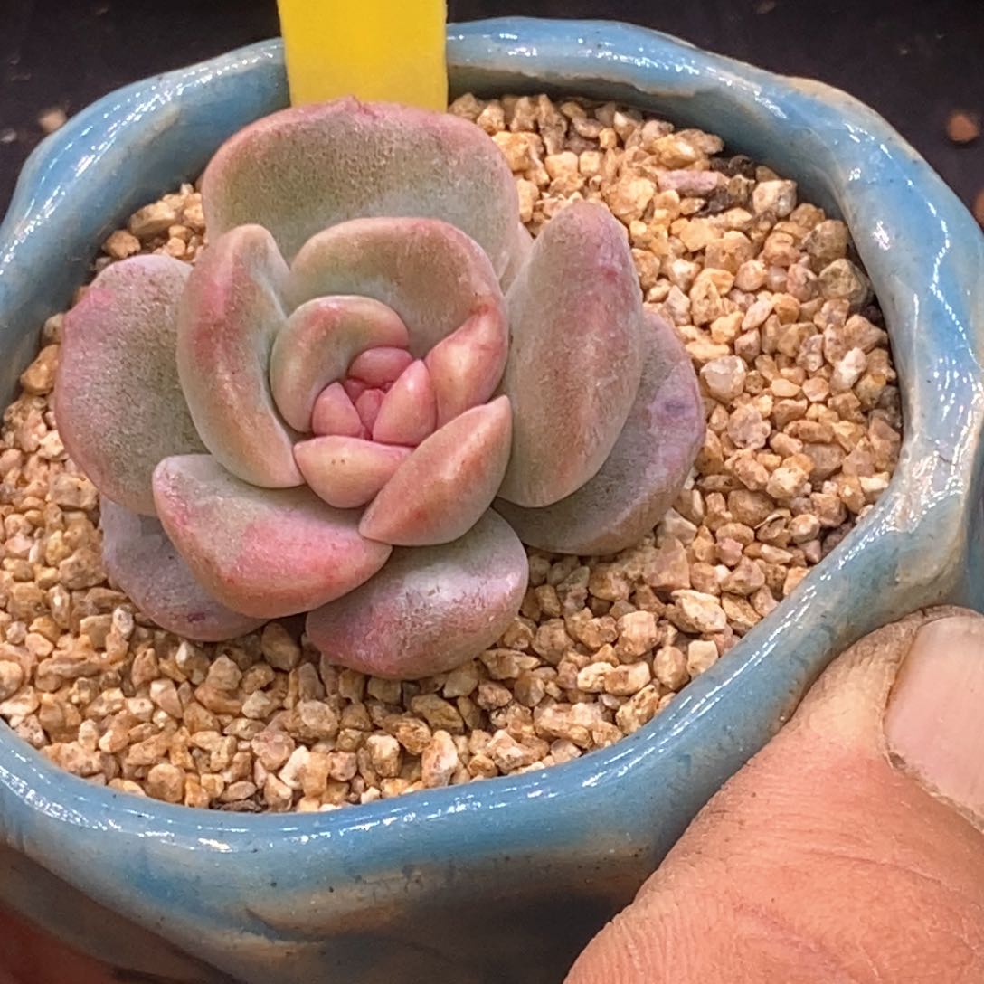 745糖心锦多肉植物