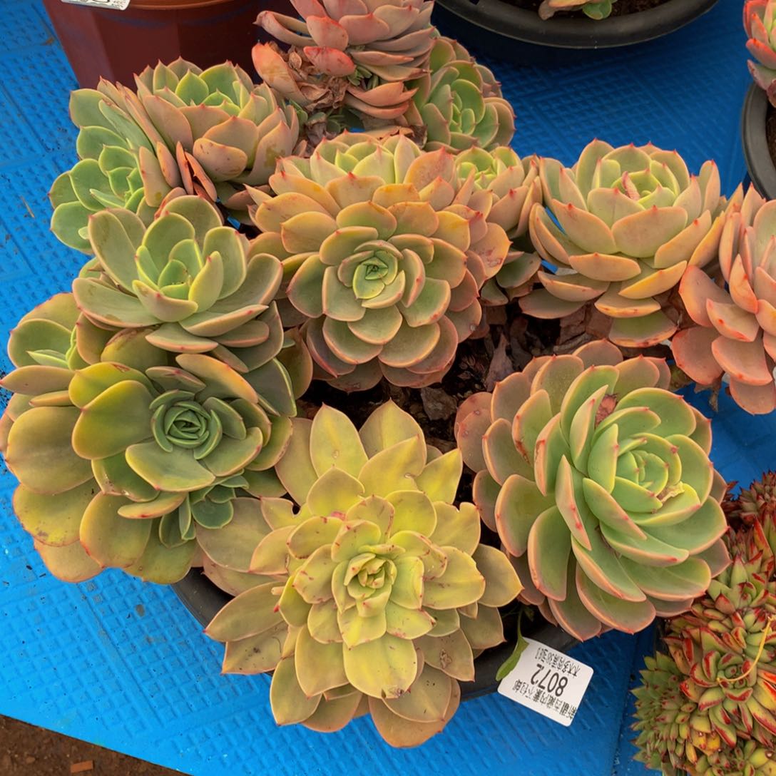 ?8072白雪公主多肉