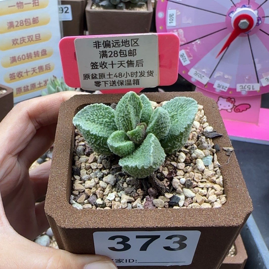 A***a373青棠多肉植物的