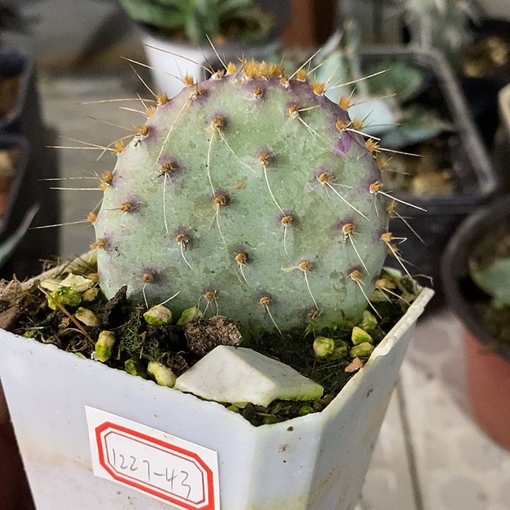 完美主义者勿拍胜利塔122743