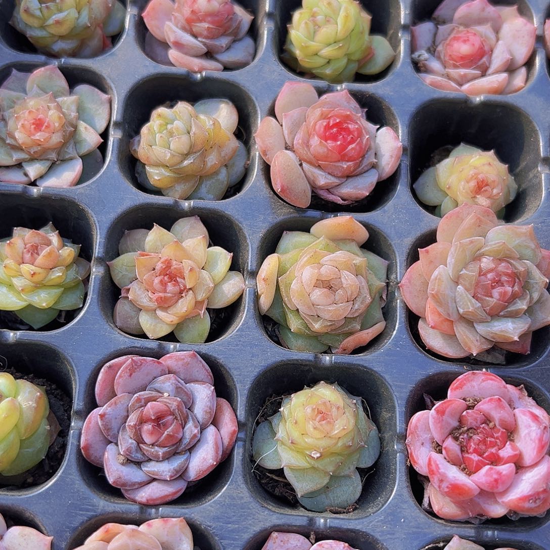 七彩珍妮苗4颗多肉